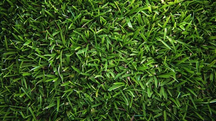 Obraz premium Background of green grass