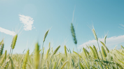 Tall wheat stalks sway gently under a bright blue sky, reflecting the serenity and abundance of early summer.