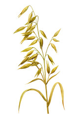 Oats isolated watercolor, realistic set cereal growing dry plant, seeds. Agriculture and harvesting wholegrain product