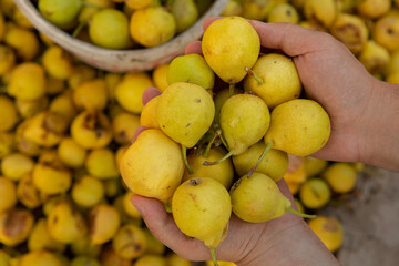 Yellow pears in a basket on the counter of a farmers market.