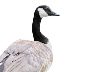  wild goose (Branta canadensis) isolated on white background