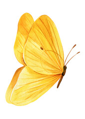 Butterfly watercolor painting illustration isolated on background, yellow butterfly clipart