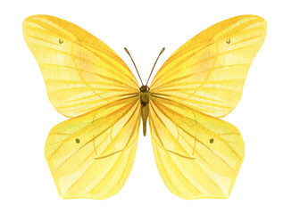 Butterfly watercolor painting illustration isolated on background, yellow butterfly clipart