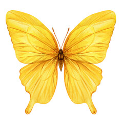 Butterfly watercolor painting illustration isolated on background, yellow butterfly clipart