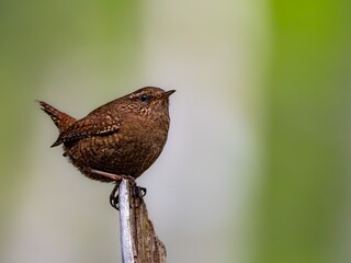森の中で枝に留まって周りを見渡しているミソサザイ