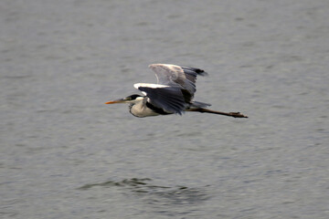 Garça real europeia em um  majestoso voo rasante na lagoa de Ponta Negra - Maricá - RJ