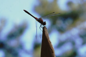 dragonfly on a tree