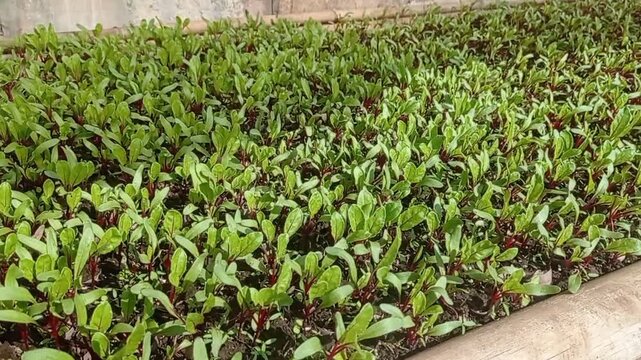 Seeding the beetroot in the seedling soil. The seeds are densely grown in bed before transfered to actual farm. 
