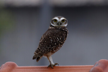 Coruja buraqueira em belíssimo registro em Ponta Negra - Maricá - RJ 