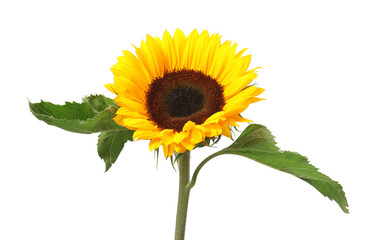 Obraz premium One beautiful sunflower with bright petals isolated on white