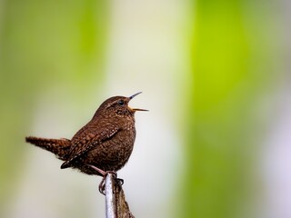 森の中で枯れ木に留まってさえずるミソサザイ