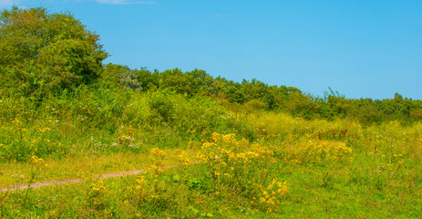 Fototapeta premium Wild flowers in scenic nature in sunlight in summer, Almere, Flevoland, The Netherlands, August 2, 2024