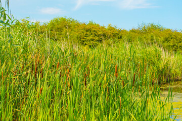 The edge of a lake with reed and wild flowers in summer, at sunrise,  Almere, Flevoland, The Netherlands, August 2, 2024