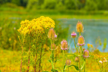 Obraz premium Wild flowers in scenic nature in sunlight in summer, Almere, Flevoland, The Netherlands, August 2, 2024