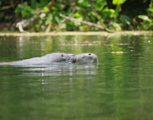 Manatee Baby Calf Mother Silver Springs State Park Ocala Florida