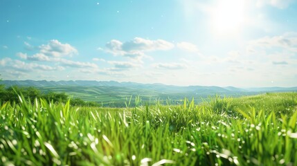 Obraz premium A field of grass with a bright blue sky and a few clouds