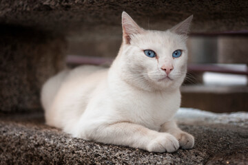 White cat with blue eyes on the street