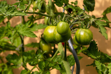 Close-Up of Green, Unripe Tomatoes on Panicle Growing on Plant in Garden, Showcasing Early Growth Stage of Tomato Fruit on Vine in Natural Setting