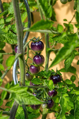 Close-Up of lilac to red Tomatoes on the Vine with One Slightly Ripened Red Tomato, Showcasing Varied Ripening Stages and Unique Tomato Varieties in Garden Setting