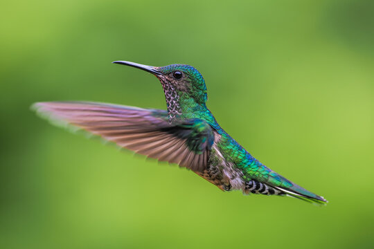 A stunning close-up of a hummingbird with iridescent green feathers in mid-flight against a blurred green background.