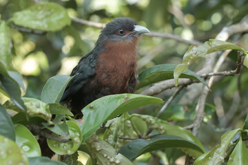 A young chestnut-breasted malkoha is resting in the bushes. This beautifully colored bird has the scientific name Phaenicophaeus curvirostris.