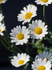 Camomile flowers, group of daisies, bouquet of daisies. Marguerite (Leucanthemum vulgare), daisy, meadow daisy, rough dog daisy Summer Meadow usherflower