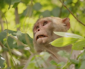 Gnarly Rhesus Macaques Scar Face Leader Monkey Florida Non Native