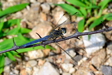 Kleiner Blaupfeil // Keeled skimmer (Orthetrum coerulescens) 