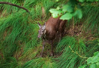 The Siberian musk deer (Moschus moschiferus) walking in the Far east of russia