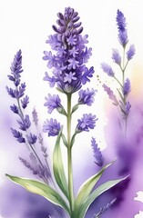 Naklejka premium Lavender watercolor background. Delicate flower bouquet on a white background. Spring-summer banner template