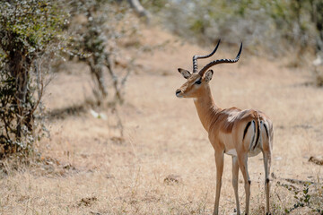 Impala antelope standing in a dry grassland on a sunny day, with blurred background in Namibia