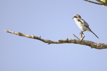 Small bird in the branch