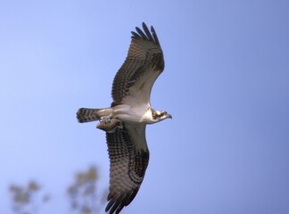 osprey in flight