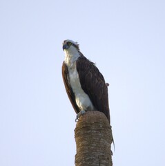 bird of prey
