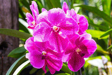 Pink orchid Cymbidium bunch flower bouquet green leaves background. Highlights is fragrance is...
