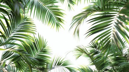 Fototapeta premium Green palm foliage on white background