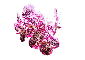 Purple orchid Cymbidium bunch flower bouquet isolated on cut out PNG or transparent background....