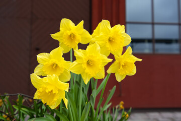 Bright yellow daffodils bloom against a red urban backdrop. Springtime flora, King's Garden, Sweden.