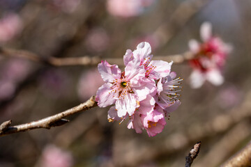 Flor de cerejeira. Sakura
