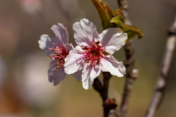 Flor de cerejeira. Sakura