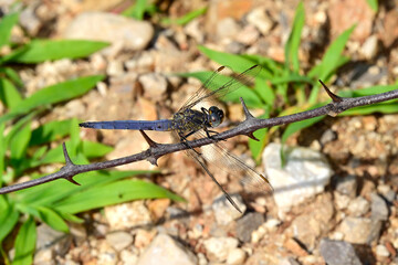 Keeled skimmer // Kleiner Blaupfeil (Orthetrum coerulescens) - Montenegro