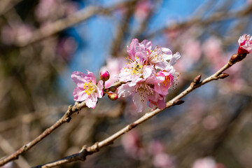 Flor de cerejeira. Sakura