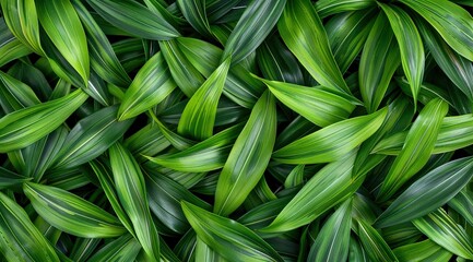 Fototapeta premium green leaves background