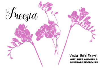 Hand drawn vector freesia flowers set. FLAT FILLS ONLY, NO OUTLINES!  Spring flowers isolated on a white background with flowers, buds on stems. Each vector is one united shape.