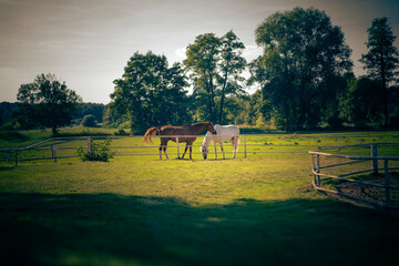 brown and white horse stand in the paddock on a sunny summer day