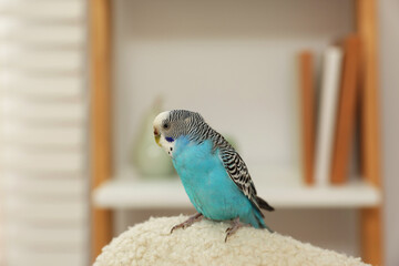 Pet parrot. Beautiful budgerigar sitting at home