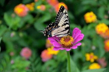 butterfly on flower