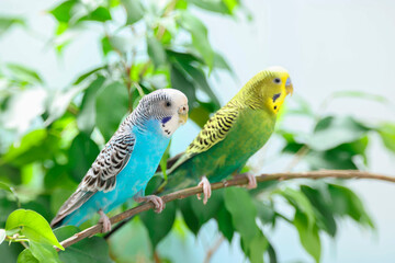Pet parrot. Cute budgerigars sitting on stick against blurred background