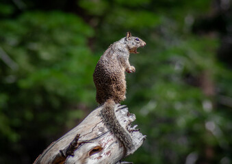 Screaming Squirrel 