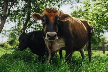 Pair of cows standing in a lush green pasture under the shade of trees on a sunny day